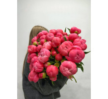 пион Coral Charm